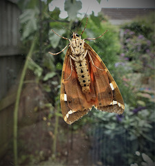 Jersey Lily Moth.