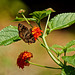 Butterfly on lantana.    7297561