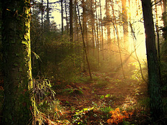 Sunlit forest floor