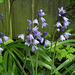 Bluebells against the fence