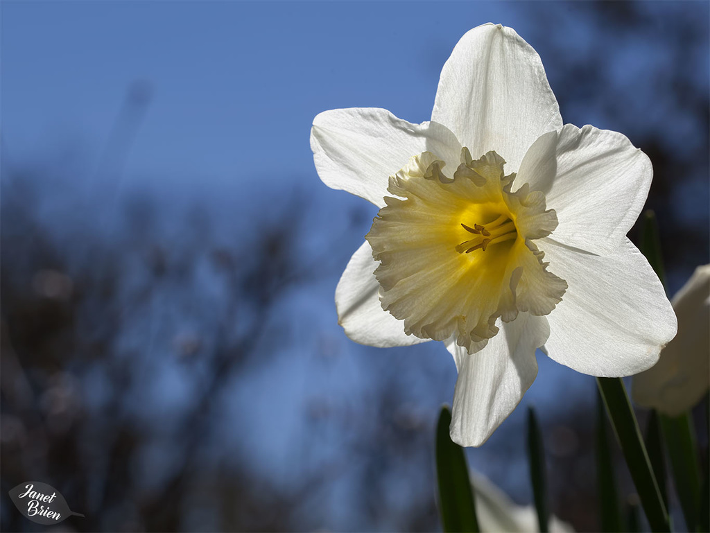 306/366: Dreamy Daffodil