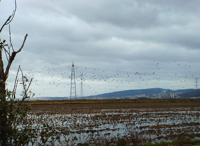 In Lezíria, the rice fields hibernate but  large flocks of  godwits  fly and dance