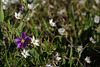 Spergularia purpurea, Spergularia arvensis, Caryophyllales