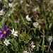 Spergularia purpurea, Spergularia arvensis, Caryophyllales