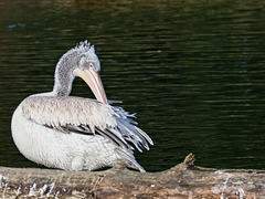 Dalmation Pelican (+ PiP)