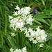 Loads of white bluebells are out