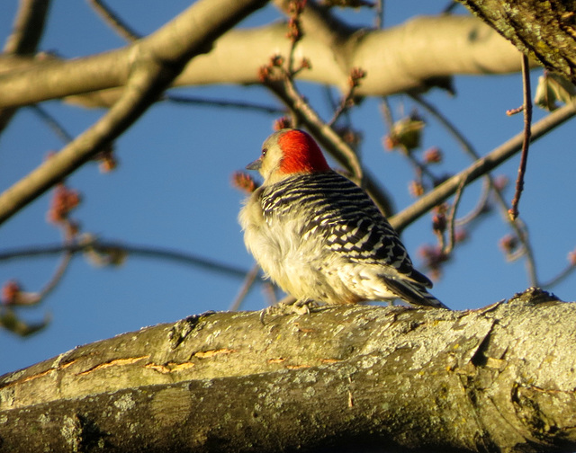 Our resident Red-bellied Woodpecker