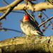 Our resident Red-bellied Woodpecker