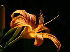 Feuerlilie - Blütenkelch
