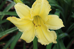 Yellow Iris !!  sunshine my garden:))