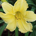 Yellow Iris !!  sunshine my garden:))