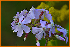 Phlox Paniculata
