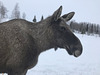 big moose