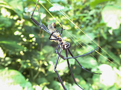 Huge spider on Lake Tana island