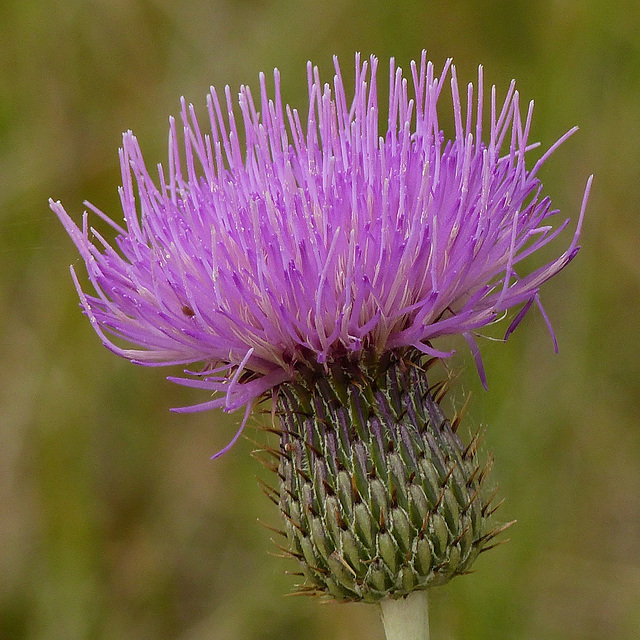 The elegance of a Thistle
