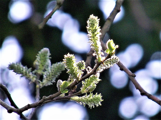 Catkins already out