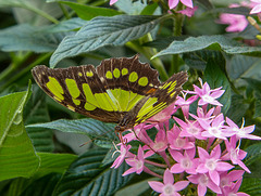 A butterfly at Chester Zoo