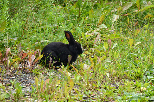 Alaska, Anchorage, Black Rabbit in the Grass