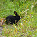 Alaska, Anchorage, Black Rabbit in the Grass