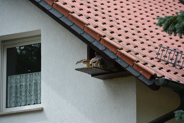 Dessau-Roßlau 2015 – Buzzard’s nest