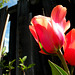 My annual tulip photos