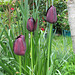 les tulipes noires