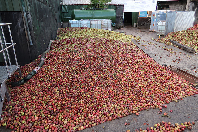 Heap of apples, ready for cidering