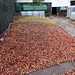 Heap of apples, ready for cidering