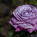 Harry & David Garden: Lilac Rose