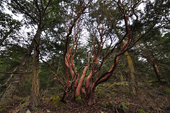 The Father Madrone
