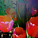 Fairyland tulips