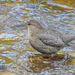 Yes, it's the American Dipper again