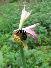 Caterpillar on Lycoris squamagera