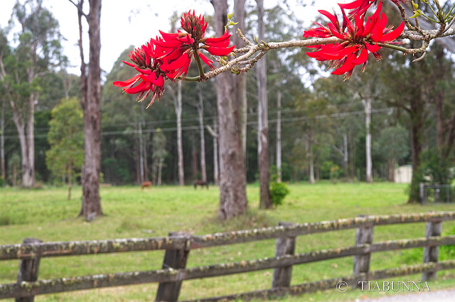 Fence and Coral Tree