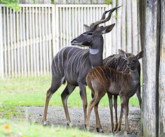 HFF - Großer Kudu (PiP)