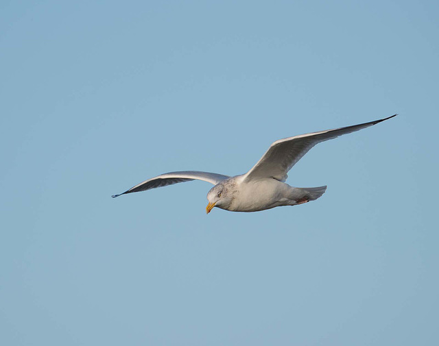 Seagull, West Kirby (3)