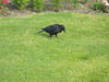 IoM[3] - plain crow