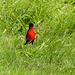 Red-breasted Meadowlark / Sturnella militaris, Trinidad