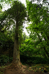 "Sequoia Gigante" im Mata-Jardim José do Canto (© Buelipix)
