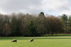 Les moutons du parc (1)