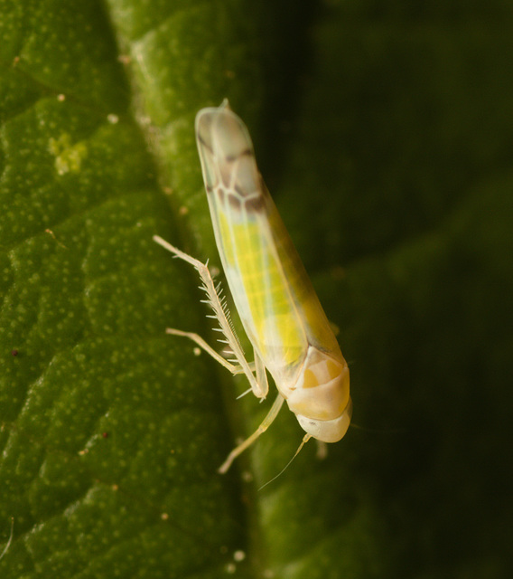 LeafhopperIMG 1376