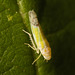 LeafhopperIMG 1376