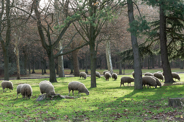 Les moutons du parc (2)