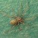 SpiderIMG 1386