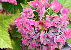 Hortensienblüten, aus Blau wird Violett  (pip)