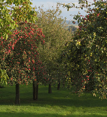 Burrow Hill orchard
