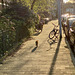 Cat walking on the street