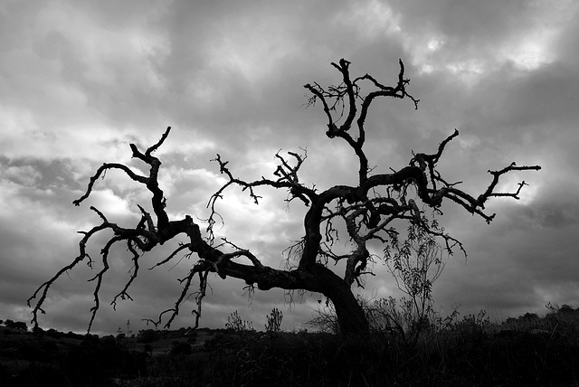 Penedos, Dead tree, asking for mercy