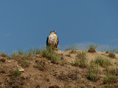 Is this what I think it is?  Yes, a Ferruginous Hawk!