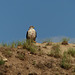 Is this what I think it is?  Yes, a Ferruginous Hawk!